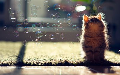 gatito, burbujas, gatos, hierba