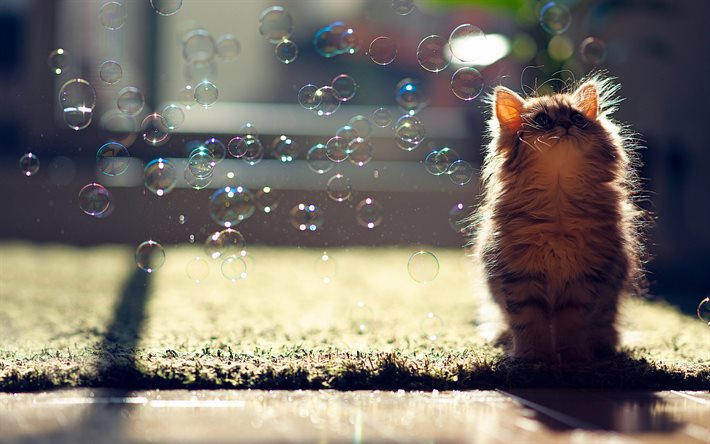 kattunge, bubblor, katter, gräs
