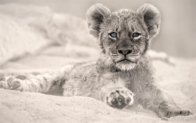 शेर शावक, शिकारी, नीली आँखें, वन्य जीवन