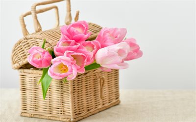 Tulipanes de color rosa, cesta de mimbre, la primavera, los tulipanes