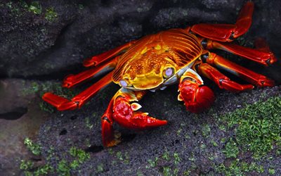 le crabe, les habitants de la mer, des pierres, de la plage, Brachyura
