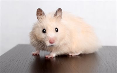 hamster, cute animals, rodents, pets, hamsters, hamster beige