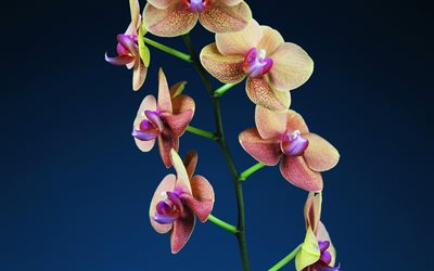 orchidées roses, 4k, fleurs tropicales, branche d'orchidée, fleurs roses, contexte avec des orchidées roses, belles fleurs, orchidées