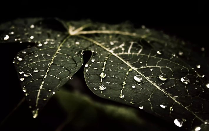 droppar på ett grönt blad, droppar vatten, grönt blad, ekologi, miljö, dagg, vatten, daggdroppar på ett blad