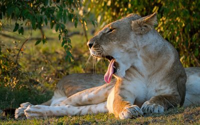 雌ライオン, アフリカ, 野生動物, 捕食者, パンテーラレオ, リーナ名詞, 雌ライオンの写真