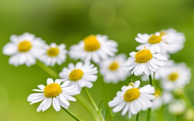 카밀레, 4k, 보케, 흰 꽃, 확대, 여름 꽃, 아름다운 꽃들, 데이지, 일반적인 데이지, 여름