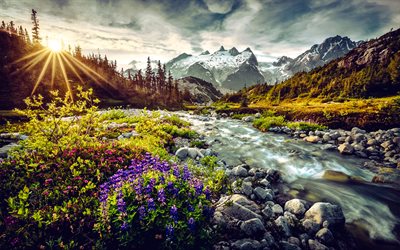 rivière montagneuse, soir, coucher de soleil, paysage des montagnes, colombie britannique, montagnes rocheuses, canada, fleurs de montagne