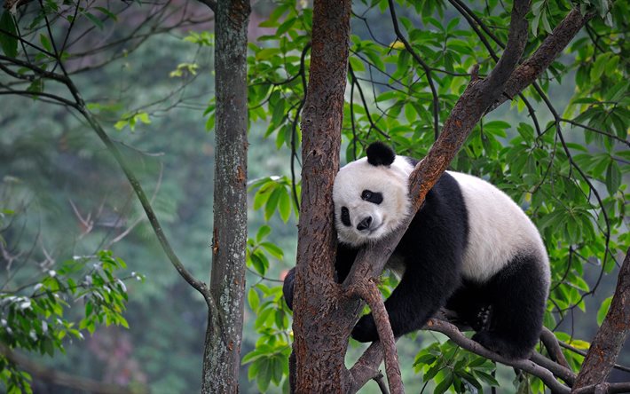 panda, fauna, albero, tenete un albero