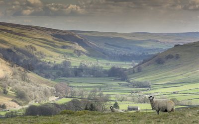 羊, littondale, イギリス, 牧草地, ヨークシャー