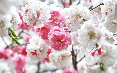 spring flowers, sakura, flowering trees, photo