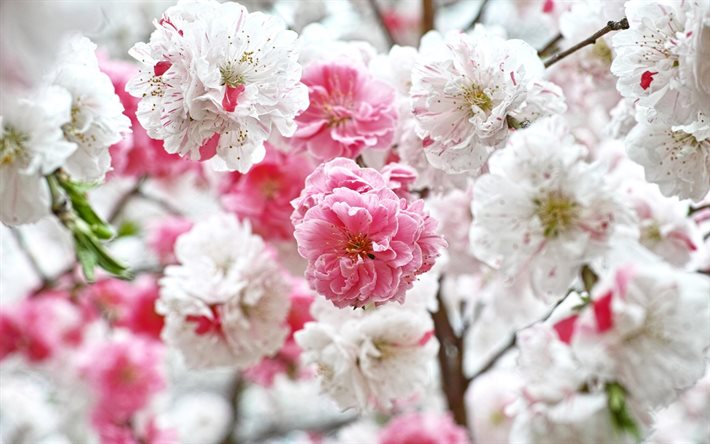 fleurs de printemps, sakura, arbres à fleurs, photo