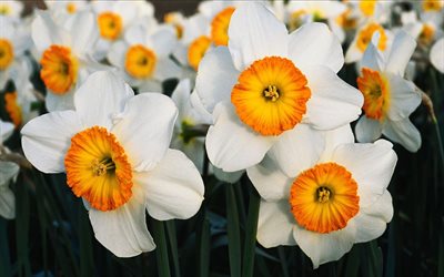 daffodils, white flowers, floral background, narcisi