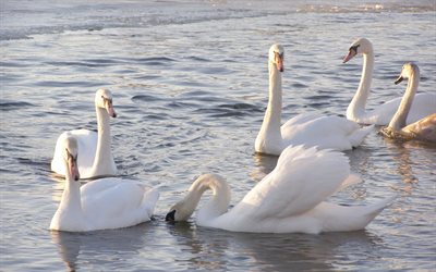 beautiful birds, white swans, swan