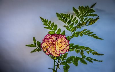 beautiful carnation, photos of carnations