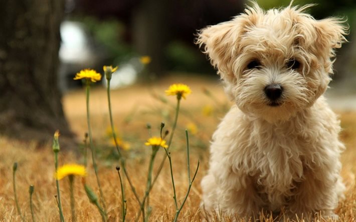 cute puppy, the little dog, mile sena, small dog