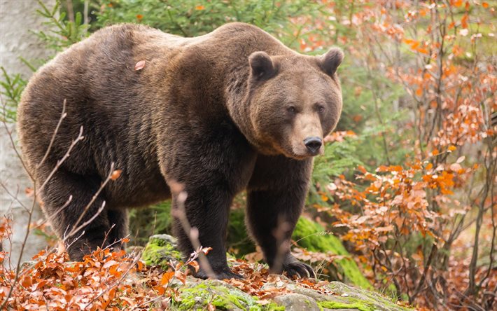 bears, brown bear, predators
