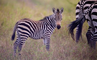 zebra, a pequena zebra, foto