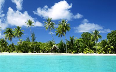 야자수, 하얀 모래, tropical island, paradise