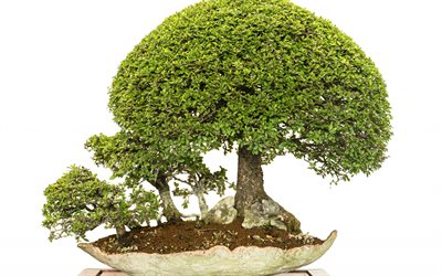 bonsai, prydnadsträd, japanskt träd