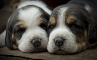 cute puppies, puppy, dogs