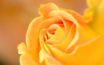 yellow roses, rose, flowers, bud, poland roses, rosebud, the poland roses