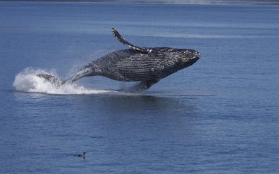 keith, un salto di una balena, foto