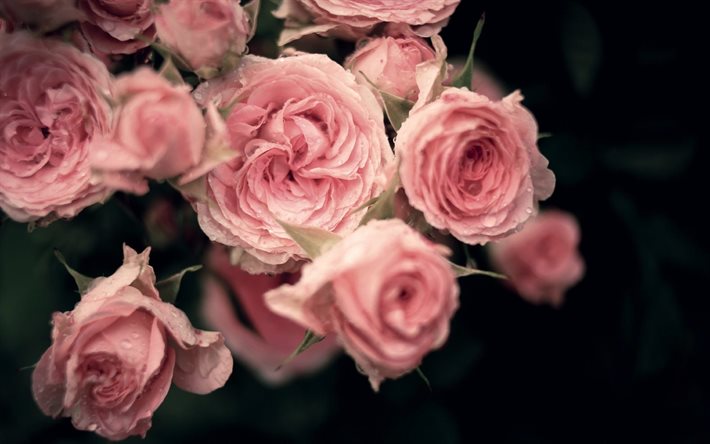 rose, lila rosen