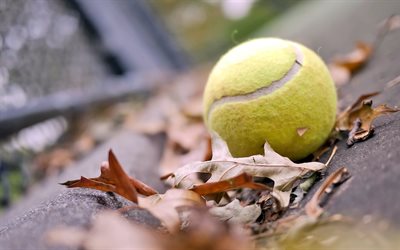 otoño, hojas secas, pelota de tenis, pista de tenis