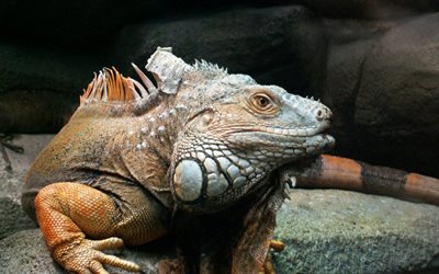 these iguanas, iguana, reptile