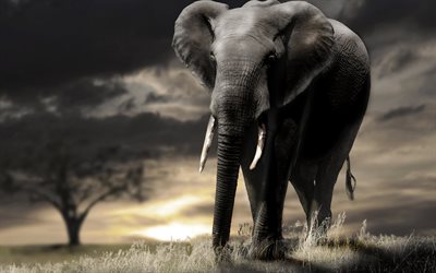 अफ्रीका में, हाथी, हाथियों