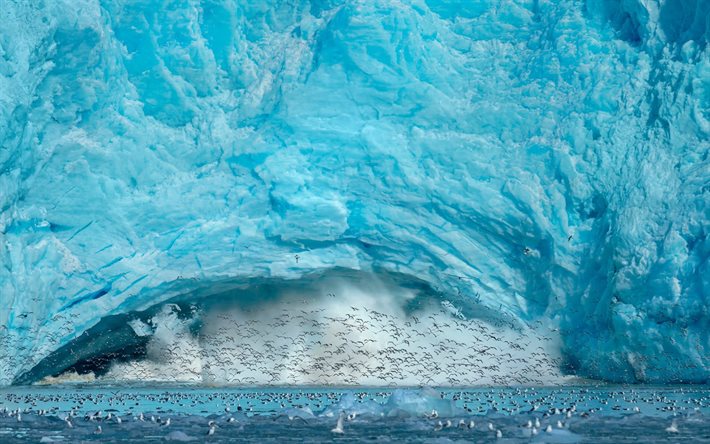 montagna di ghiaccio galleggiante, uccelli, iceberg, antartide