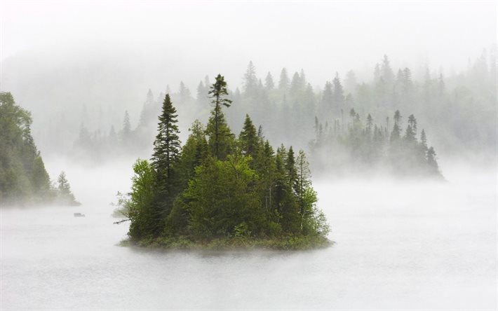 pino, isla, lago, bosque, niebla, canadá
