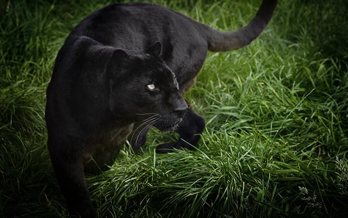 black panther, photo panthers