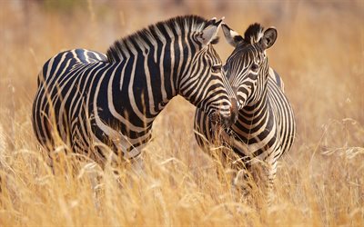 zebra, um par de zebras, savana