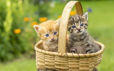 little kittens