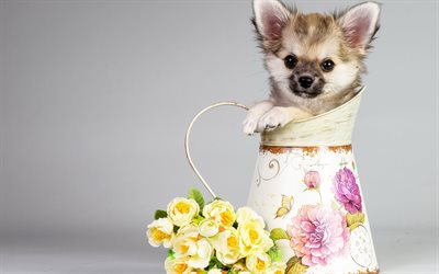 chihuahua, cute little dog, dogs