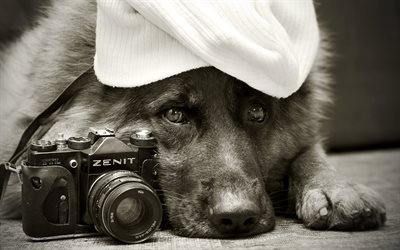 a câmera, cachorro fofo, foto em preto e branco, cachorro