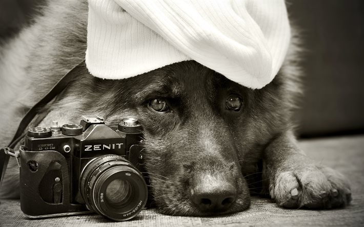 kamera, söpö koira, mustavalkoinen valokuva, koira