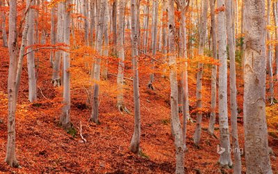黄色の木, 黄色の紅葉, 自然公園, 秋, サラゴサ, スペイン