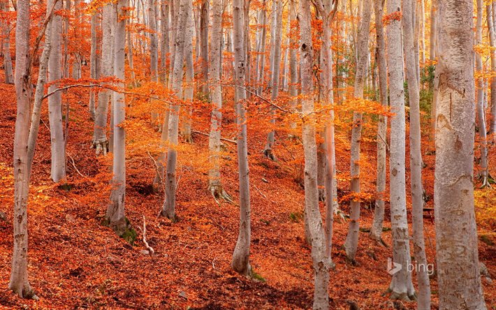الأشجار الصفراء, أوراق صفراء, بارك الطبيعية, الخريف, سرقسطة, إسبانيا