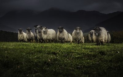 sheep, a flock of sheep, scotland
