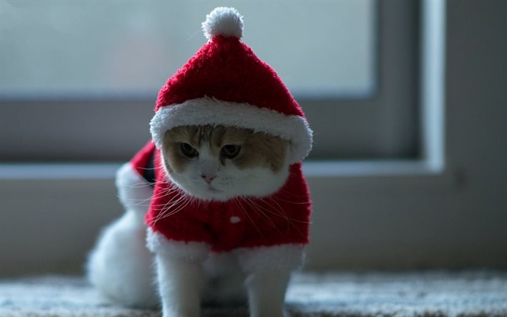 yeni yıl, kedi, Noel kıyafeti, gerekirse   kırmız