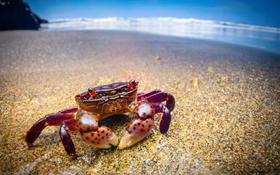 krabba, stranden, sand, hemigrapsus nudus