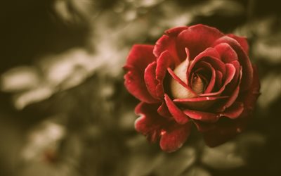 röd ros, en blomma, foto