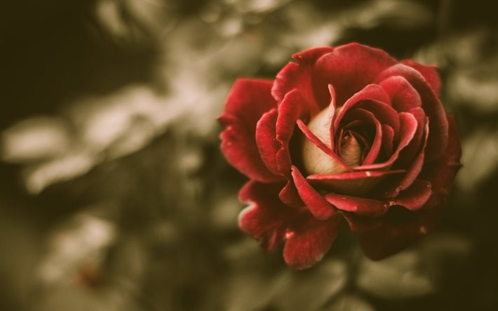 लाल गुलाब, एक फूल, फोटो