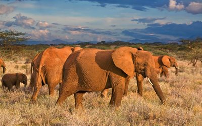 afrikanische elefanten, foto, afrika, elefant, elefanten, savanne