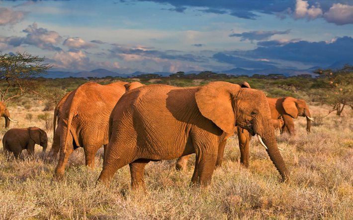 afrikanska elefanter, foto, afrika, elefant, elefanter, savann