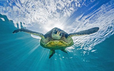la tortuga, debajo del agua, mar, agua