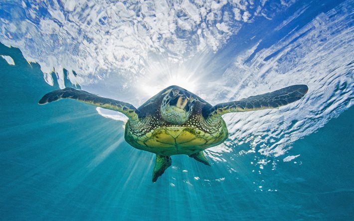 sköldpadda, under vatten, hav, vatten
