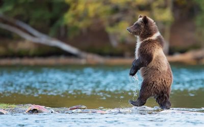 grizzly, salmon fishing, bear, river